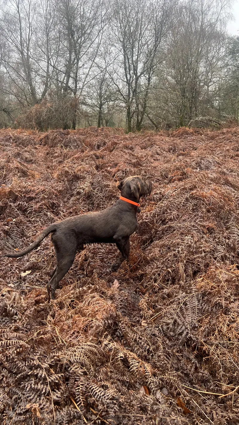 Gundog Essentials